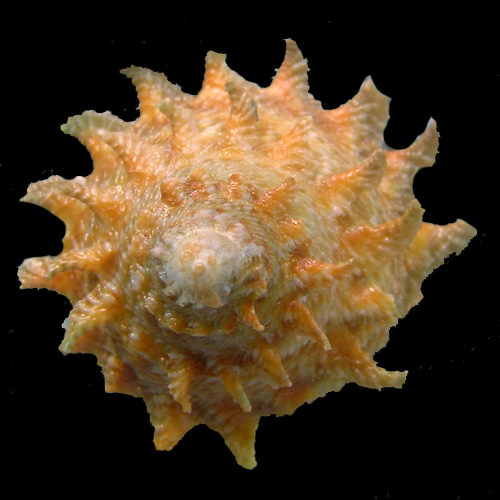 Astraea latispina (Philippi, 1844)