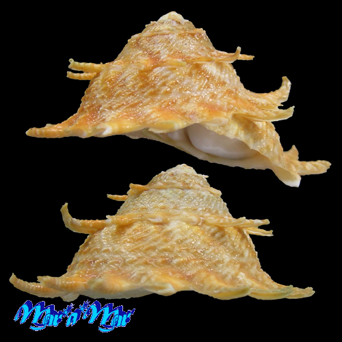 Astraea latispina (Philippi, 1844) - Imagem 2