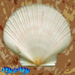 Alternative view of Euvola ziczac (Linnaeus, 1758)