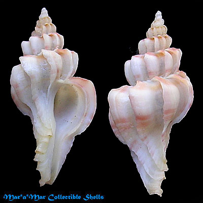 Trophon pelseneeri E.A.Smith, 1915