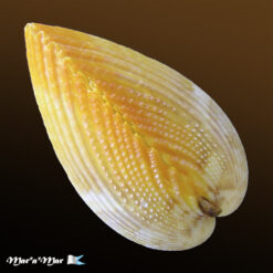 Alternative view of Acrosterigma magnum (Linnaeus, 1758)