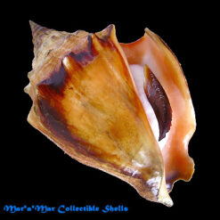Strombus pugilis worki Linnaeus, 1758