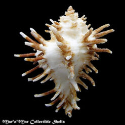Homalocantha oxycantha (Broderip, 1833) - Imagem 2