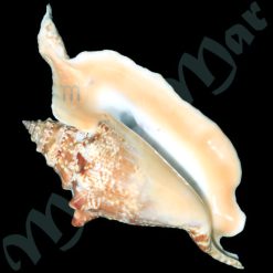 Strombus gallus Linnaeus, 1758