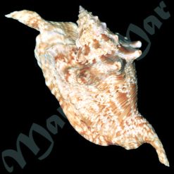 Alternative view of Strombus gallus Linnaeus, 1758