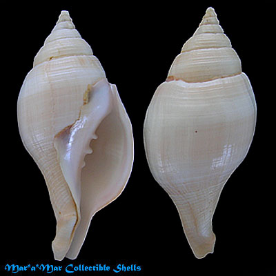 Turbinella laevigata Anton, 1839