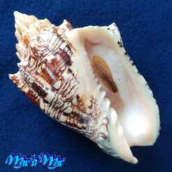 Voluta ebraea Linnaeus, 1758