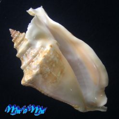 Alternative view of Strombus gallus Linnaeus, 1758