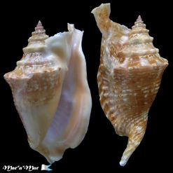 Strombus gallus Linnaeus, 1758