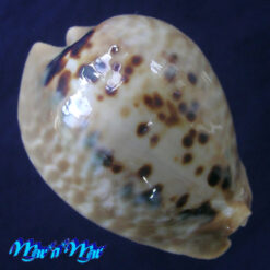 Cypraea (Muracypraea) mus mus Linnaeus, 1758