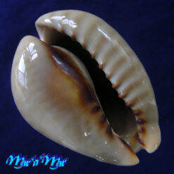 Alternative view of Cypraea (Muracypraea) mus mus Linnaeus, 1758