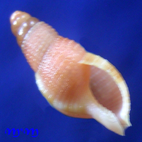 Charonia variegata (Lamarck, 1816)