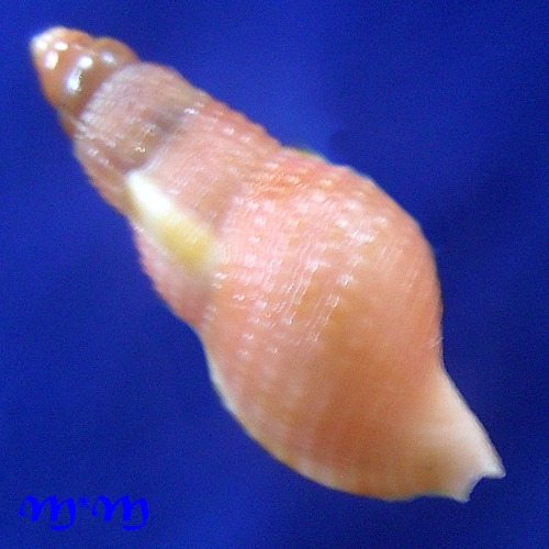 Charonia variegata (Lamarck, 1816) - Image 2