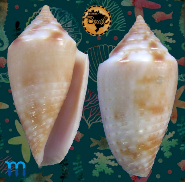 Conus (Jaspidiconus) icapui Petuch & Berschauer, 2018