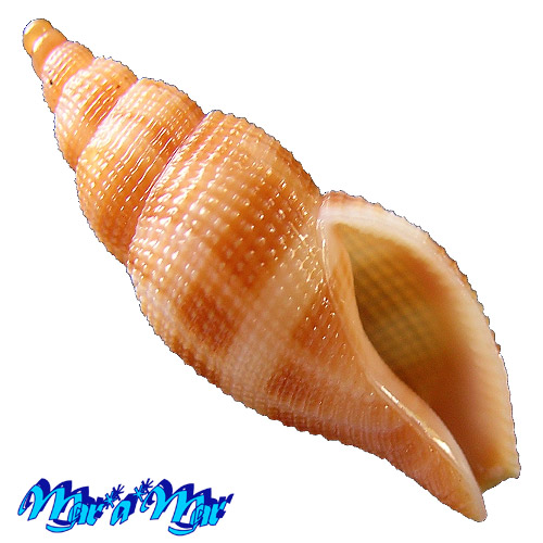 Metula anfractura Matthews & Rios, 1969