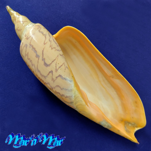 Zidona dufresnii (Donovan, 1823)