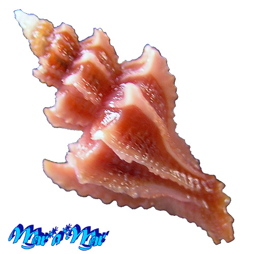 Trophon pelseneeri E.A.Smith, 1915 - Imagem 2