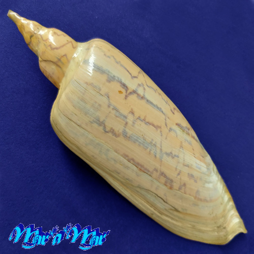 Alternative view of Zidona dufresnii (Donovan, 1823)