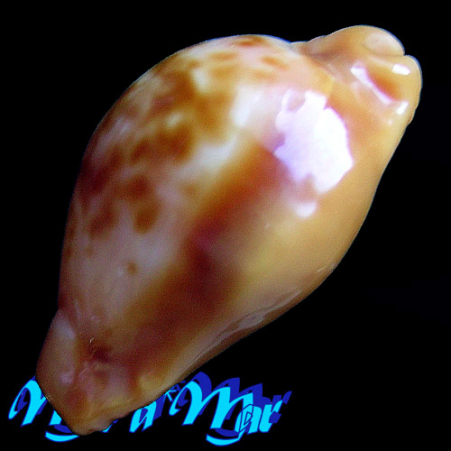 Alternative view of Cypraea (Propustularia) surinamensis ( Perry, 1811)