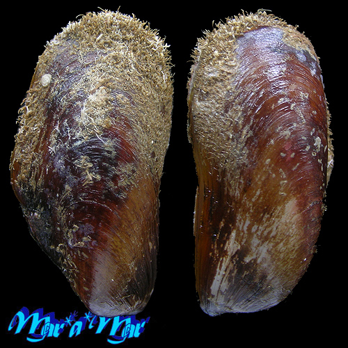 Modiolus americanus Leach, 1815