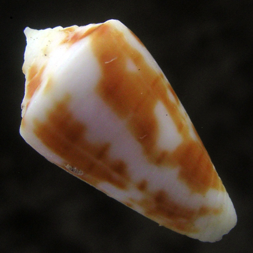 Conus (Tuckericonus) flavescens caribbaeus (Sowerby, 1834) - Image 2