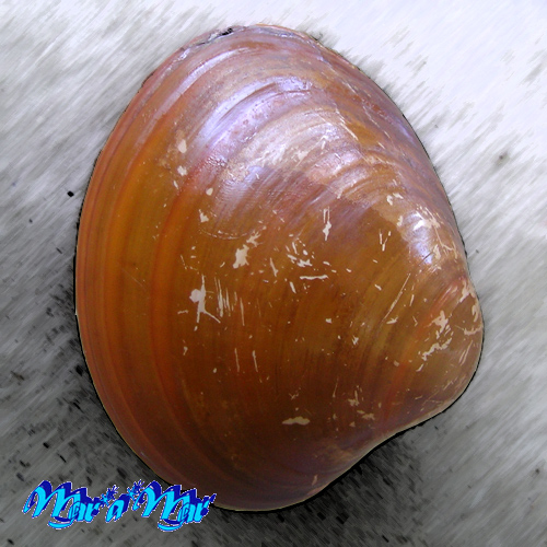 Megapitaria aurantiaca (Sowerby, 1831)