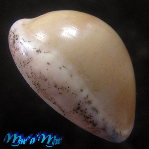 Cypraea (Luria) cinerea Gmelin, 1791 - Image 3