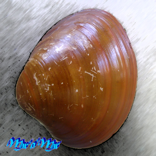 Alternative view of Megapitaria aurantiaca (Sowerby, 1831)