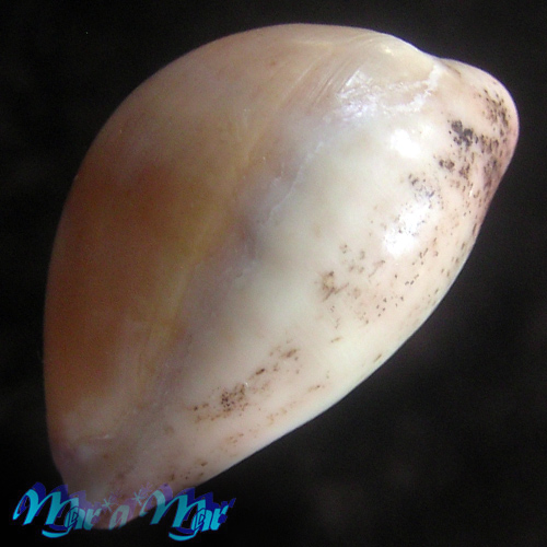 Cypraea (Luria) cinerea Gmelin, 1791 - Image 4