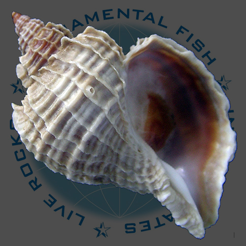 Trophon geversianus cancellada Castellanos, 1993