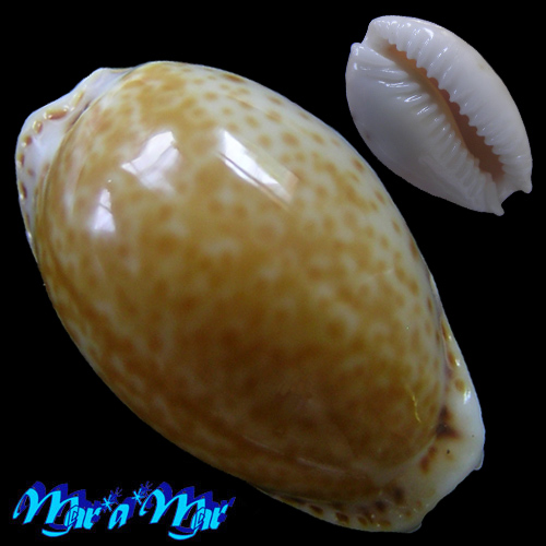 Cypraea (Erosaria) acicularis acicularis Gmelin, 1791