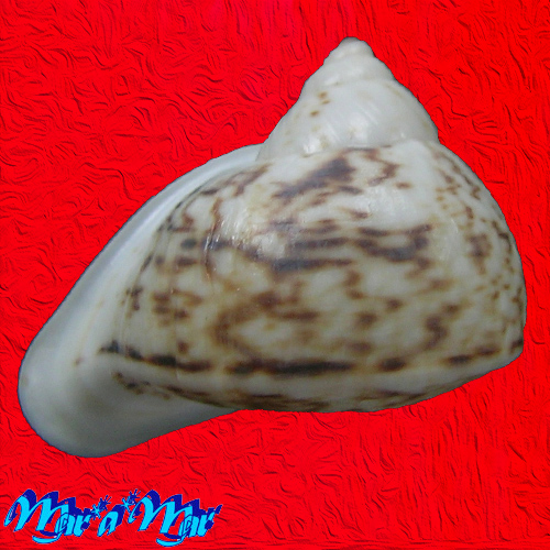 Cochlorina lateralis (Menke, 1828) - Imagem 2