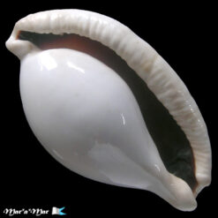 Ovula ovum (Linnaeus, 1758)