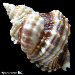 Alternative view of Distorsio anus (Linnaeus, 1758)