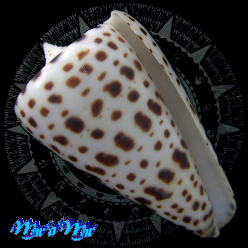 Conus spurius atlanticus Clench, 1942