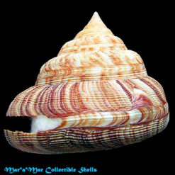 Alternative view of Perotrochus atlanticus Rios & Matthews, 1968