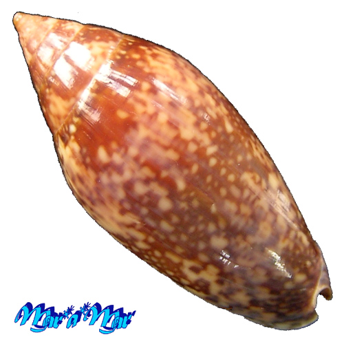 Plicoliva zelindae Petuch, 1979 - Image 2