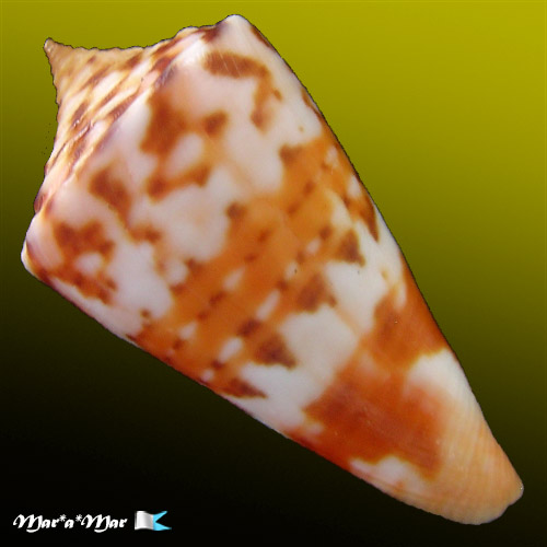 Conus carioca Petuch, 1986 - Image 2