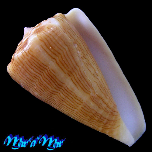 Conus princeps lineolatus Valenciennes, 1832