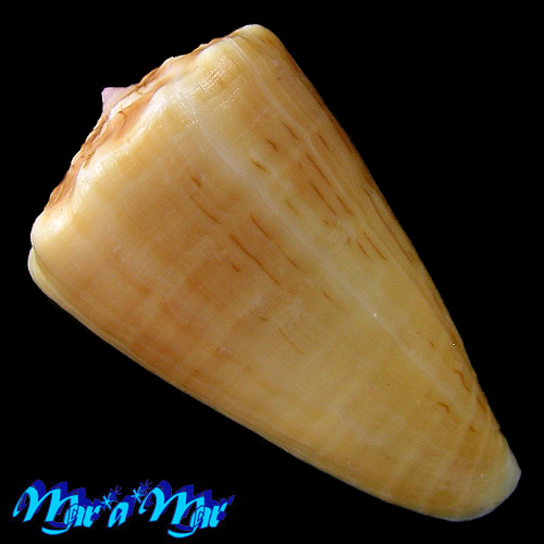 Alternative view of Conus princeps lineolatus Valenciennes, 1832