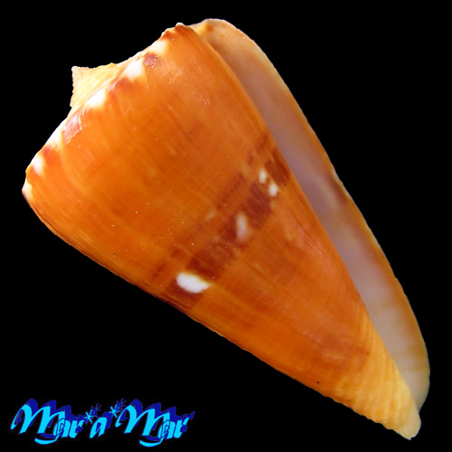 Conus riosi Petuch, 1986