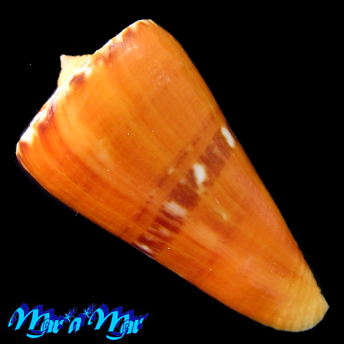 Alternative view of Conus riosi Petuch, 1986