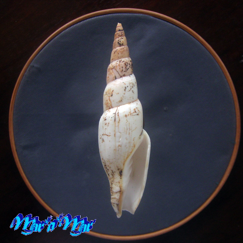 Mitra swainsonii Broderip, 1836