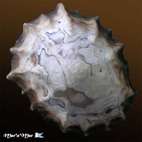 Siphonaria gigas Sowerby, 1825