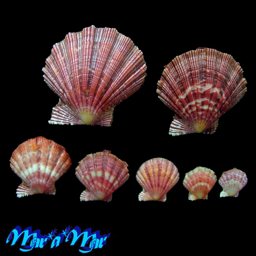 Nodipecten nodosus Linnaeus, 1758 - Imagem 2