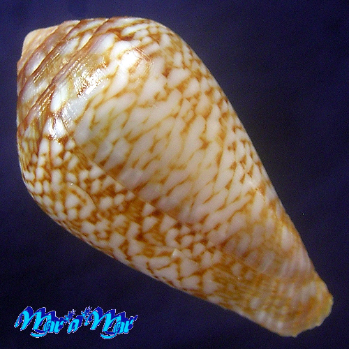 Alternative view of Conus cacao Ferrario, 1993
