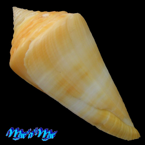 Conus stimpsoni Dall, 1902 - Imagem 3