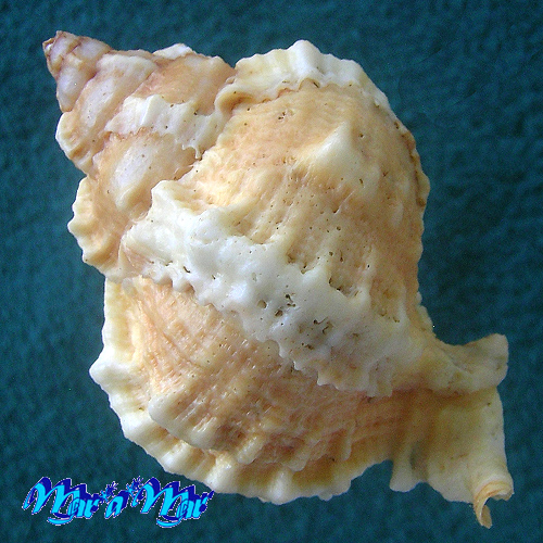 Alternative view of Phyllonotus globosus (Emmons, 1858)