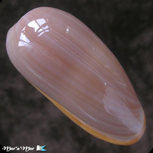 Prunum martini (Petit, 1853) - Imagem 2