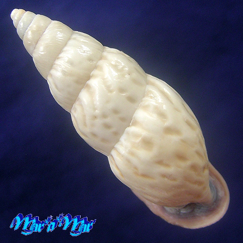 Burringtonia exesa (Spix, 1827) - Imagem 2